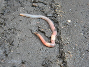 3rd Apr 2021 - Earthworm