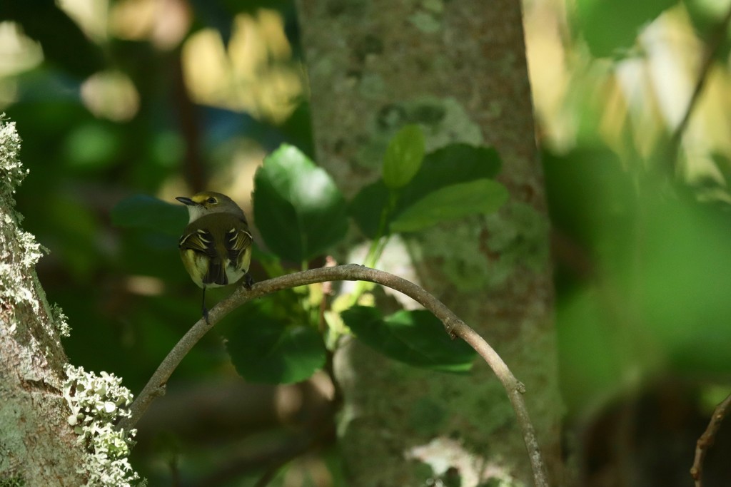 The white-eyed vireo. by lisasavill