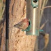 House Finch at the feeder today by susan727