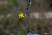 1st Apr 2021 - Winding around the fence...