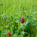Crimson Clover... by thewatersphotos