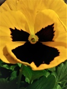 3rd Apr 2021 - Springtime Flower