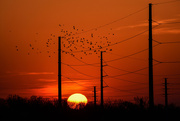 3rd Apr 2021 - Birds over Sunset