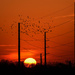 Birds over Sunset by kareenking