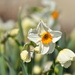 Dancing Daffodils by genealogygenie