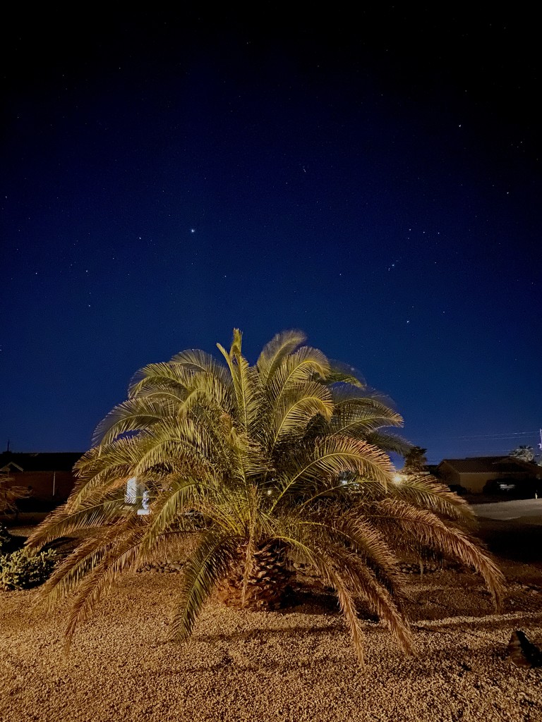 Night palm by jeffjones