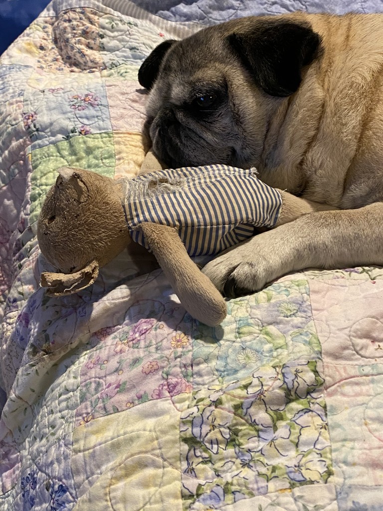 Annie the Pug with her baby by clay88