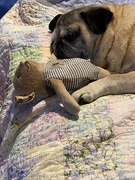 31st Mar 2021 - Annie the Pug with her baby