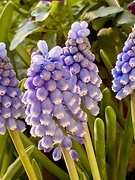 2nd Mar 2021 - Grape Hyacinth 