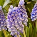 Grape Hyacinth  by clay88