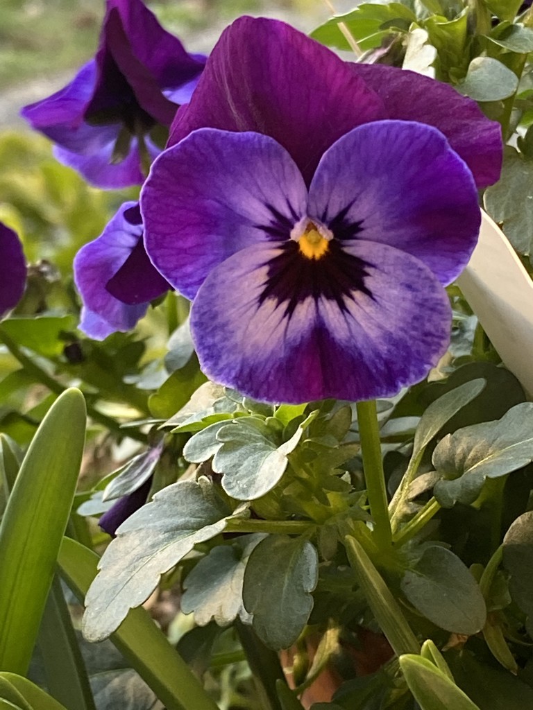 Pansy by clay88