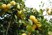 3rd Apr 2021 - Lemons