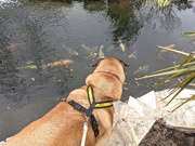 3rd Apr 2021 - Watching the Fishes
