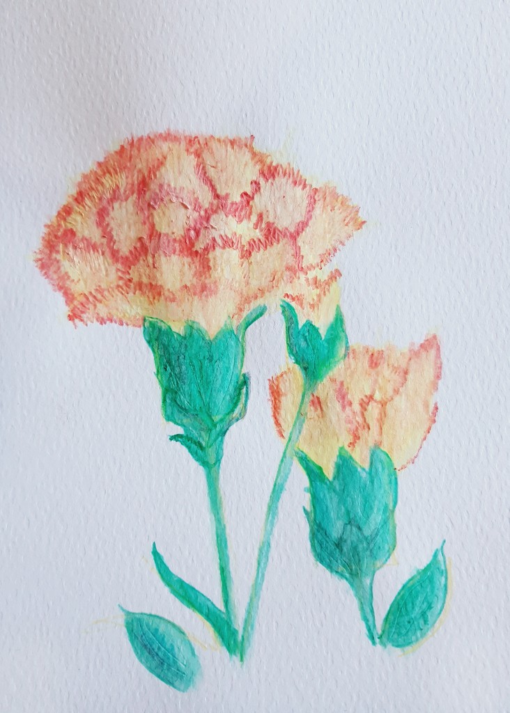 A carnation to brighten your day  by artsygang