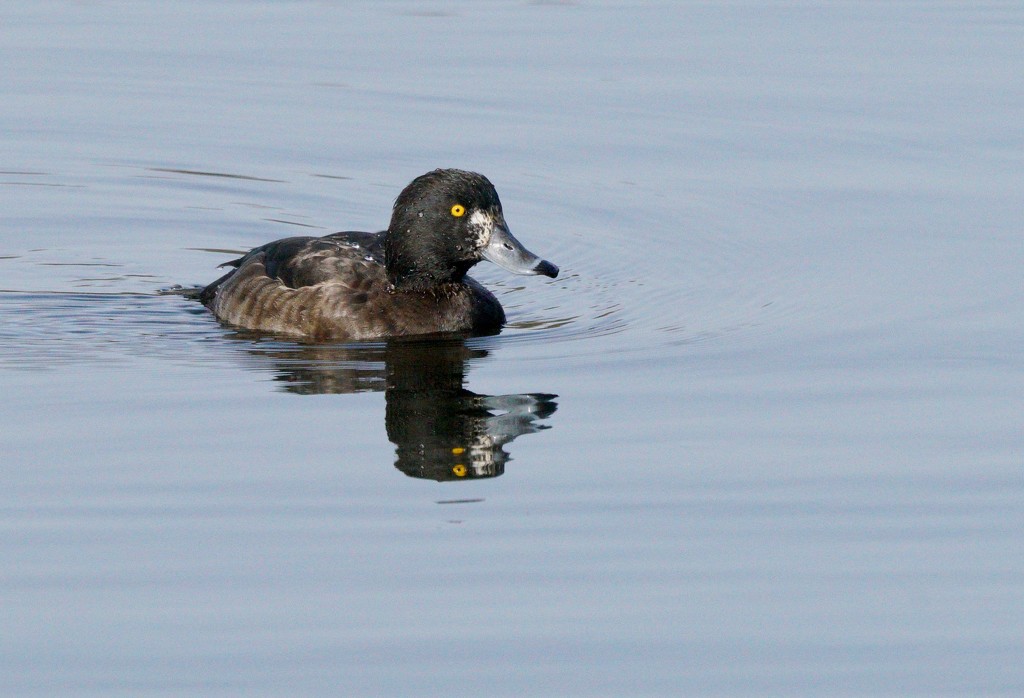 TUFTED DUCK by markp