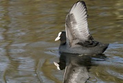 3rd Apr 2021 - FLAPPING COOT