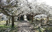 4th Apr 2021 - Watering Hill Lane Cemetery.
