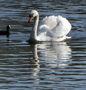4th Apr 2021 - Sparkle and swan (and a coot for good measure)