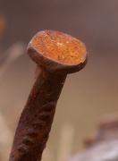 16th Mar 2021 - Strictly for rust lovers...