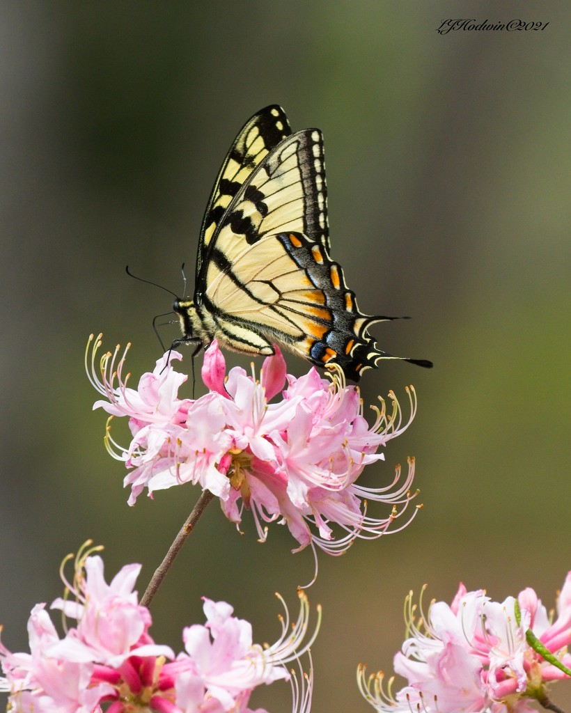 LHG-78112- Eastern Tiger swallowtail by rontu
