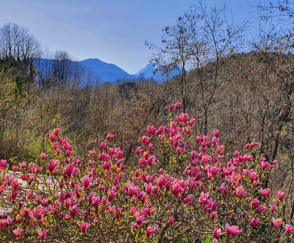 Magical Mountain Magnolias by will_wooderson