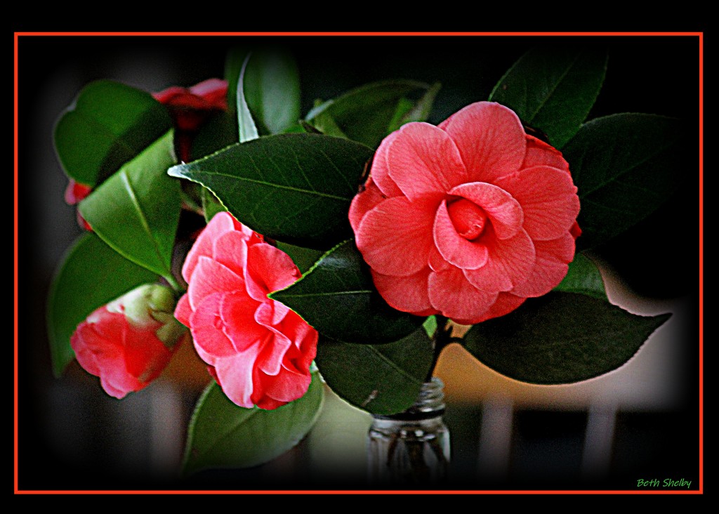 Camellias by vernabeth
