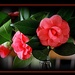 Camellias by vernabeth