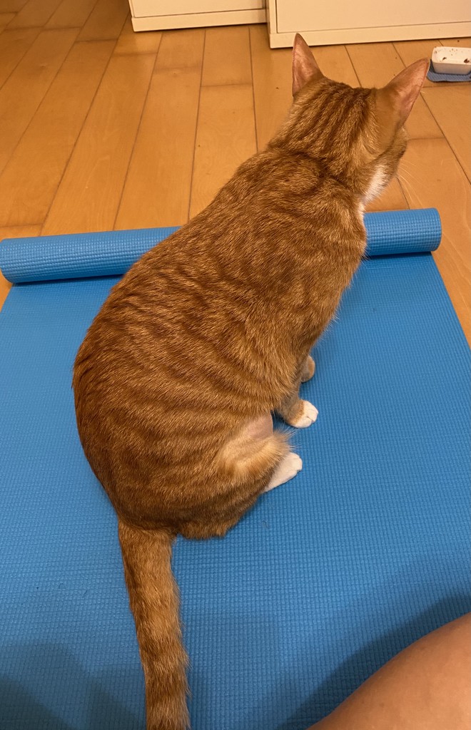 who’s doing yoga? by chuwini