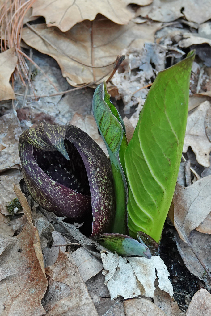 Skunk Cabbage - Happy Easter by annepann