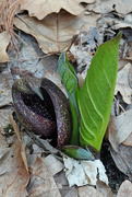 3rd Apr 2021 - Skunk Cabbage - Happy Easter