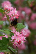 3rd Apr 2021 - bumblebee