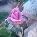 Take time to smell the roses  by salza