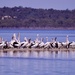Pelicans And Cormorants _3270403 by merrelyn