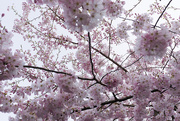 4th Apr 2021 - A cherry blossom haiku