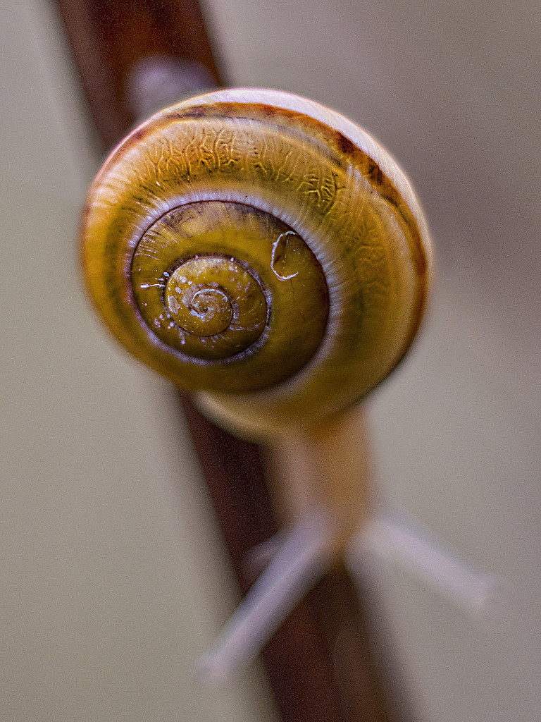 Snail. by gamelee