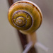 Snail. by gamelee