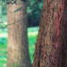 Redwood by rumpelstiltskin