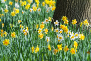 4th Apr 2021 - Daffodils