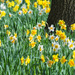 Daffodils by rumpelstiltskin