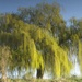 willow in watercolour by helenhall