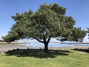4th Apr 2021 - Shade, the tree and the sea.
