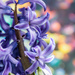 hyacinth by aecasey