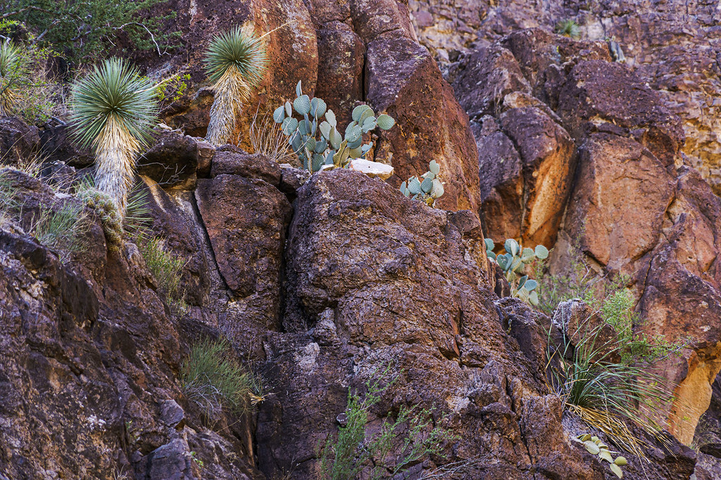 Closed Canyon Cacti by k9photo