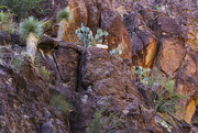 4th Apr 2021 - Closed Canyon Cacti