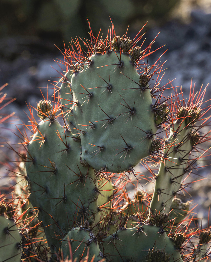 Cactus by k9photo