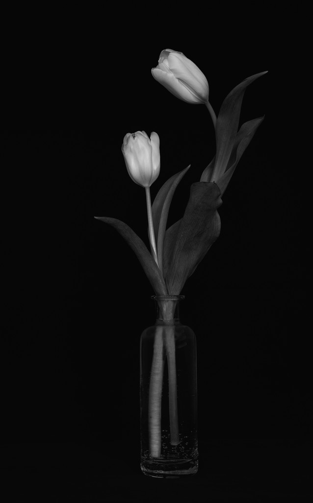 Two White Tulips by sprphotos