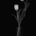 Two White Tulips by sprphotos