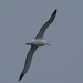 A solitary Albatross  by Dawn