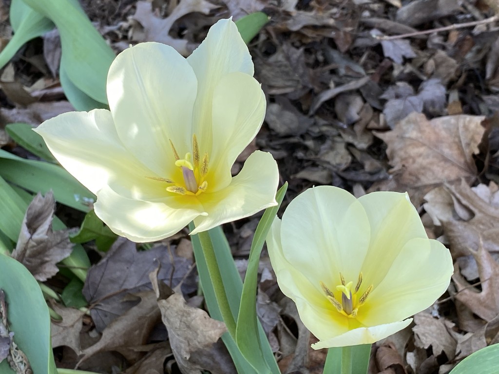 Delicate tulips by tunia