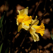 4th Apr 2021 - daffodils